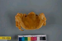 藏品(白紋方蟹)的圖片